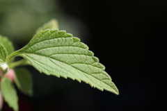 Leucas martinicensis