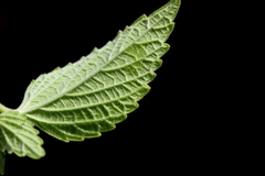 Leucas martinicensis