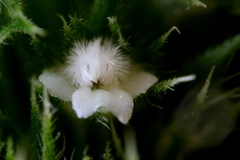 Leucas martinicensis