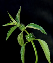 Leucas martinicensis