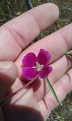 Clarkia purpurea