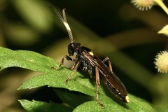 Ichneumon inquinatus