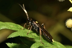 Ichneumon inquinatus