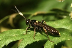 Ichneumon inquinatus