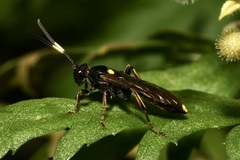 Ichneumon inquinatus