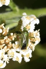 Calocoris