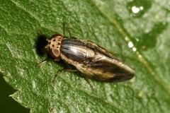 Peplomyza