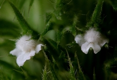 Leucas martinicensis