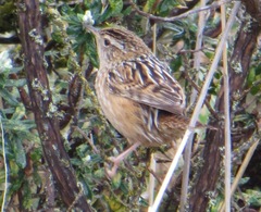 Cistothorus platensis