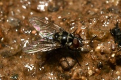Limnophora obsignata