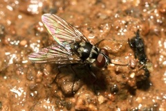 Limnophora obsignata