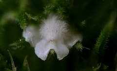 Leucas martinicensis