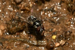 Limnophora obsignata