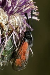 Zygaena punctum