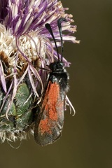 Zygaena punctum