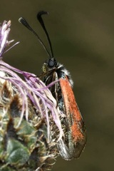 Zygaena punctum