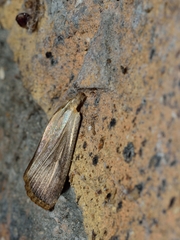 Chilo pulverosellus