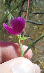 Clarkia purpurea