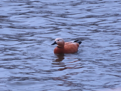 Tadorna ferruginea
