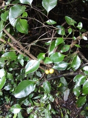 Gymnosporia harveyana harveyana