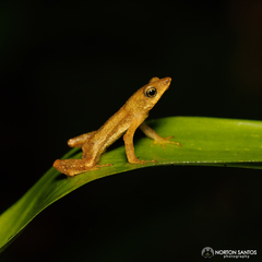 Dendrophryniscus imitator