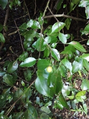 Gymnosporia harveyana harveyana