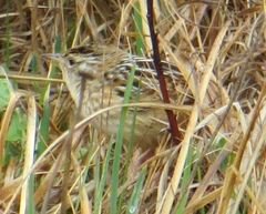 Cistothorus platensis