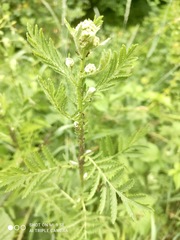 Metopeurum fuscoviride