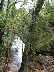 Sophora longicarinata