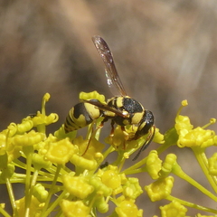 Euodynerus variegatus