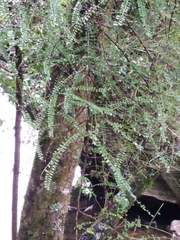 Sophora longicarinata