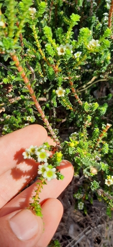 Image of Limestone Bitterbuchu (Diosma guthriei) by (c) Eugene Hahndiek, some rights reserved (CC BY-SA)