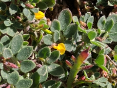 Acmispon wrangelianus