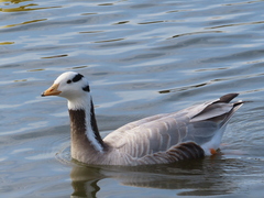 Anser indicus