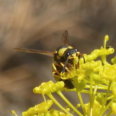 Euodynerus variegatus