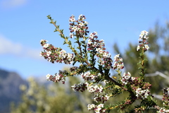 Escallonia virgata