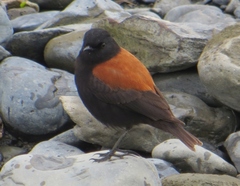 Austral Negrito photo 4