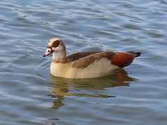 Alopochen aegyptiaca