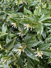 Sarcococca