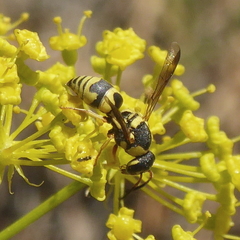 Euodynerus variegatus