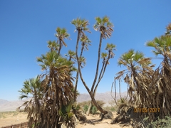 Hyphaene thebaica