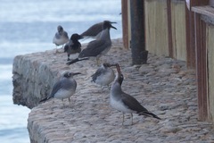 Ichthyaetus leucophthalmus