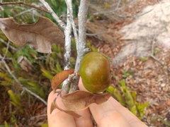 Protium heptaphyllum