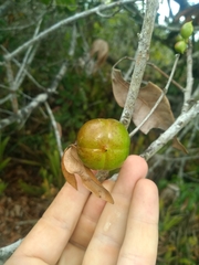 Protium heptaphyllum