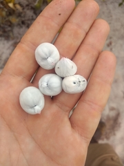 Protium heptaphyllum