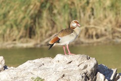 Alopochen aegyptiaca