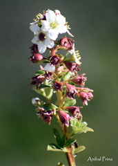Escallonia virgata
