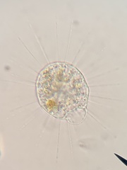 Actinophryida