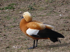Tadorna ferruginea