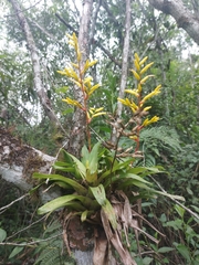 Vriesea rodigasiana